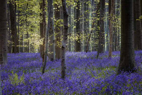 İlkbaharda çan ormanlarındaki patika, Hallerbos, Belçika