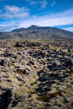 İzlanda 'daki Moss Lav tarlası