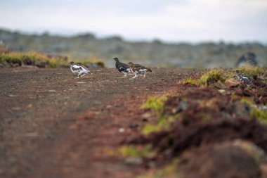 Willow Ptarmigan, Lagopus lagopus, birds in Langanes, North east clipart