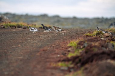 Willow Ptarmigan, Lagopus lagopus, Langanes 'deki kuşlar, Kuzeydoğu