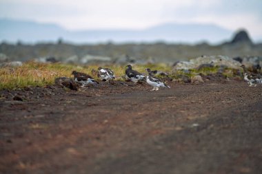 Willow Ptarmigan, Lagopus lagopus, birds in Langanes, North east clipart