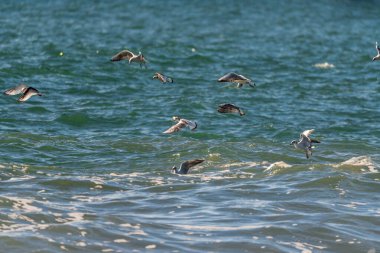 Reynisdrangar, İzlanda Reynisfjara Sahili.