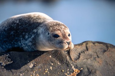Bir Amerikan fokunun portresi (sfenerarclus) Helgoland, Kuzey Denizi, Almanya 'da kayaların üzerinde.