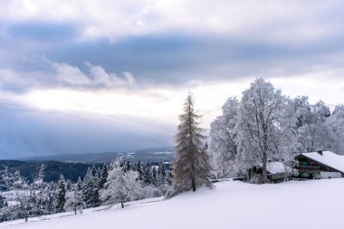 Bavyera Fo 'da karlı köknar ağaçları ile şaşırtıcı kış manzarası