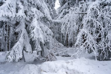 Bavyera Ormanı 'nda bol karlı güzel bir kış ormanı
