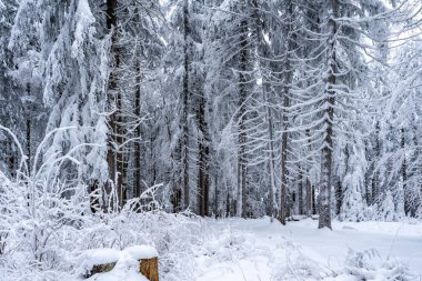 Almanya 'daki Bavyera Ormanı Ulusal Parkı' nda karlı kış ormanlarındaki ağaçlar