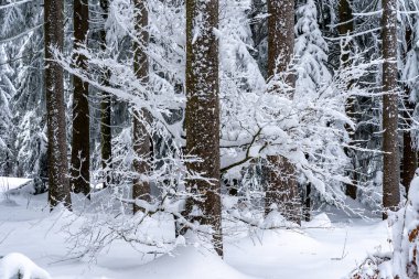 Almanya 'daki Bavyera Ormanı Ulusal Parkı' nda karlı kış ormanlarındaki ağaçlar