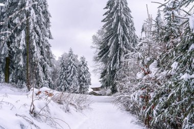 Almanya 'daki Bavyera Ormanı Ulusal Parkı' nda karlı kış ormanlarındaki ağaçlar