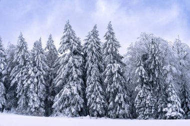 Almanya 'daki Bavyera Ormanı Ulusal Parkı' nda karlı kış ormanlarındaki ağaçlar