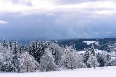 Almanya 'daki Bavyera Ormanı Ulusal Parkı' nda karlı kış ormanlarındaki ağaçlar