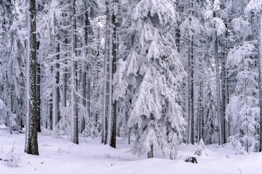 Almanya 'daki Bavyera Ormanı Ulusal Parkı' nda karlı kış ormanlarındaki ağaçlar