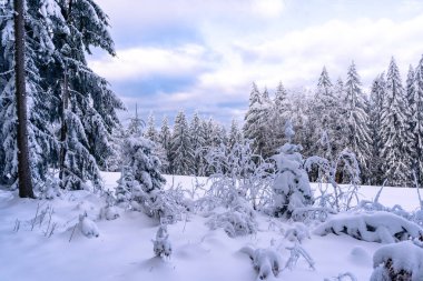 Almanya 'daki Bavyera Ormanı Ulusal Parkı' nda karlı kış ormanlarındaki ağaçlar