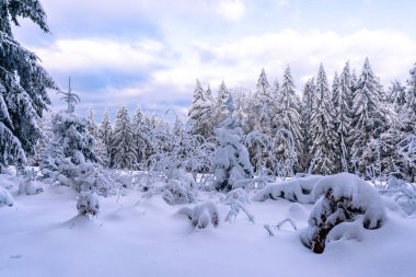 Almanya 'nın Bavyera Ormanı Ulusal Parkı' nda karlı köknar ağaçları ile muhteşem kış manzarası