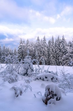 Almanya 'nın Bavyera Ormanı Ulusal Parkı' nda karlı köknar ağaçları ile muhteşem kış manzarası