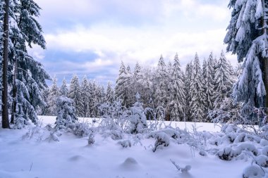 Almanya 'nın Bavyera Ormanı Ulusal Parkı' nda karlı köknar ağaçları ile muhteşem kış manzarası