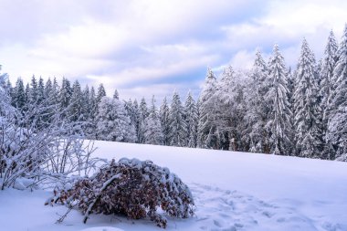 Almanya 'nın Bavyera Ormanı Ulusal Parkı' nda karlı köknar ağaçları ile muhteşem kış manzarası