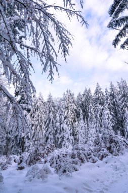 Almanya 'nın Bavyera Ormanı Ulusal Parkı' nda karlı köknar ağaçları ile muhteşem kış manzarası