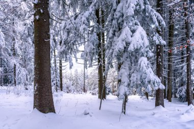 Almanya 'nın Bavyera Ormanı Ulusal Parkı' nda karlı köknar ağaçları ile muhteşem kış manzarası