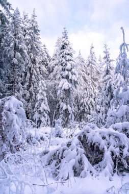 Almanya 'nın Bavyera Ormanı Ulusal Parkı' nda karlı köknar ağaçları ile muhteşem kış manzarası