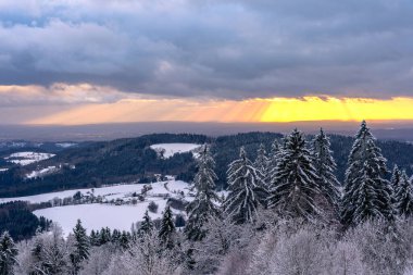 Almanya 'nın Bavyera Ormanı Ulusal Parkı' nda karlı köknar ağaçları ile muhteşem kış manzarası