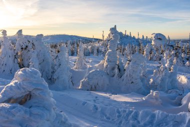 Almanya 'daki Bavyera Ormanı Ulusal Parkı' nda Dreisessel Dağları
