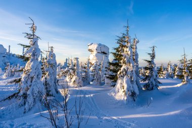 Almanya 'daki Bavyera Ormanı Ulusal Parkı' nda Dreisessel Dağları