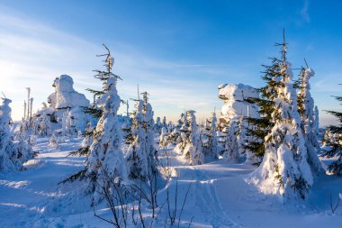 Almanya 'daki Bavyera Ormanı Ulusal Parkı' nda Dreisessel Dağları