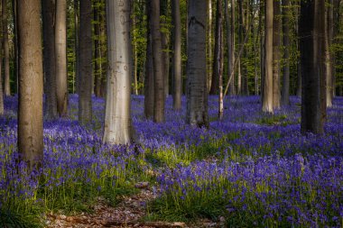 Hallerbos forest during springtime with bluebells flowers and green trees. Halle, Bruxelles, Belgium clipart