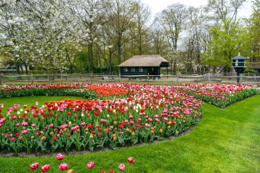 Keukenhof Çiçek Bahçesi 'nde, etrafı v ile çevrili laleler.
