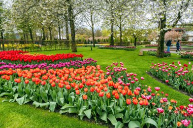 Muhteşem bir lale L 'deki Keukenhof Çiçek Bahçesi' ni dolduruyor.