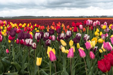 Noordoostpolder, showcasi 'de canlı bir lale alanı.