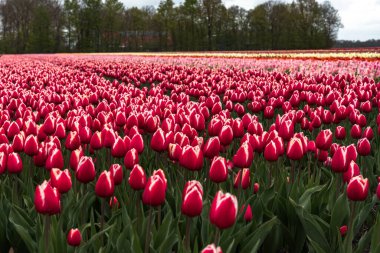 Noordoostpolder 'de göz kamaştırıcı bir lale alanı.