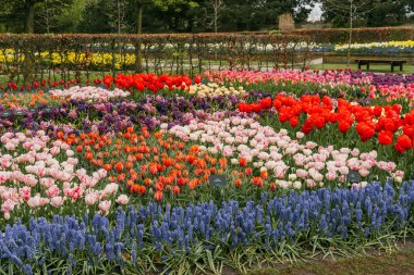 Farklı renkte lale ve çiçek gruplarının yanı sıra Hollanda 'nın Lisse kentindeki Keukenhof bahçesinde yeşil yapraklı ağaçlar.