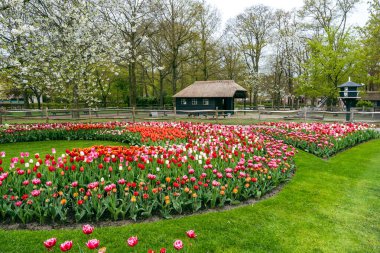 Farklı renkte lale ve çiçek gruplarının yanı sıra Hollanda 'nın Lisse kentindeki Keukenhof bahçesinde yeşil yapraklı ağaçlar.