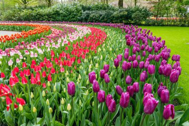 Farklı renkte lale ve çiçek gruplarının yanı sıra Hollanda 'nın Lisse kentindeki Keukenhof bahçesinde yeşil yapraklı ağaçlar.