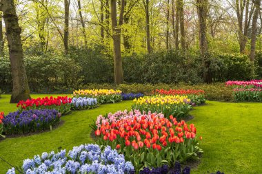Keukenhof 'da baharın bahçeleri çiçek cennetine çevirdiği büyüleyici bir lale manzarası.