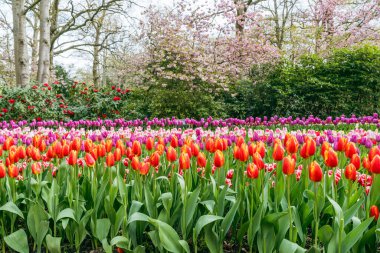 Milyonlarca lalenin mükemmel bir uyum içinde çiçek açtığı Keukenhof Bahçeleri 'nin muhteşem bahar manzarası.