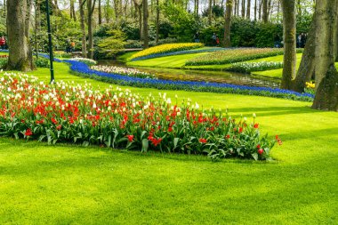 Keukenhof 'da çiçek açan laleler baharda büyüleyici bir renk ve koku manzarası yaratır.