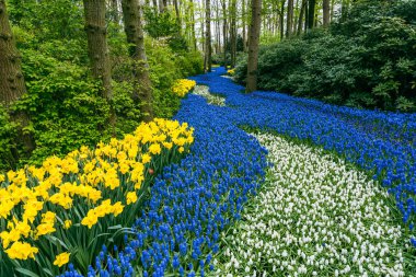 Keukenhof Bahçeleri 'ndeki renkli lale tarlalarının büyüleyici görüntüsü, dünyanın en ünlü çiçek bahçelerinden biri.