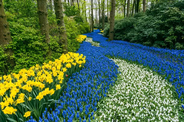 Keukenhof Bahçeleri 'ndeki renkli lale tarlalarının büyüleyici görüntüsü, dünyanın en ünlü çiçek bahçelerinden biri.