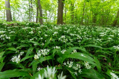 Bavyera 'da Vahşi Sarımsaklı Bahar Ormanı Sahnesi