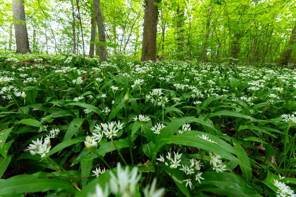 Bavyera 'da Vahşi Sarımsaklı Bahar Ormanı Sahnesi
