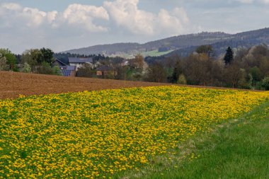 Bahar Bavyera, Almanya 'da yeşil çayırlar ve çiçek açan sarı karahindiba çiçekleri