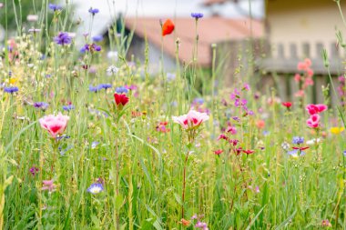 Almanya 'da bahar, arka planda kelebek çayırı, bahçede renkli kır çiçeği çayırı