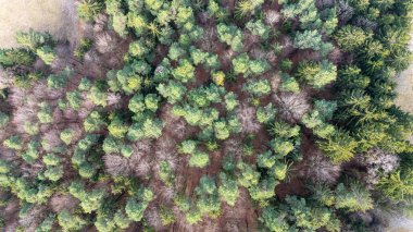 Baharda Bavyera Ormanı 'nın havadan görünüşü