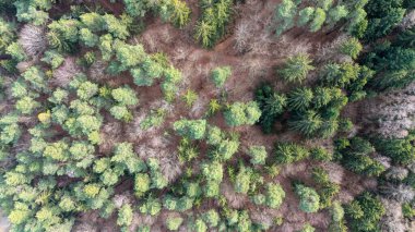 Baharda Bavyera Ormanı 'nın havadan görünüşü