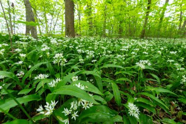 Bavyera 'da Vahşi Sarımsaklı Bahar Ormanı Sahnesi