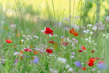 Renkli yaz çiçeklerinin çayırı