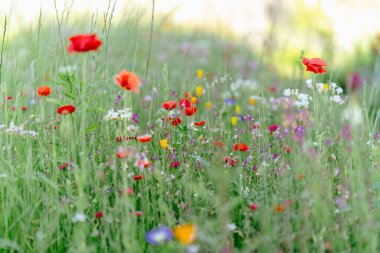 Renkli yaz çiçeklerinin çayırı