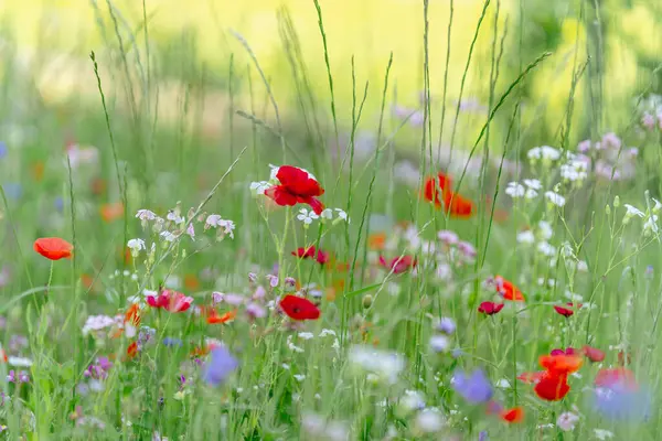 Renkli yaz çiçeklerinin çayırı